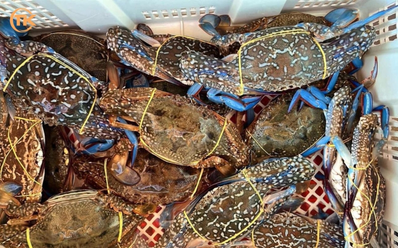 hải sản Cam Ranh